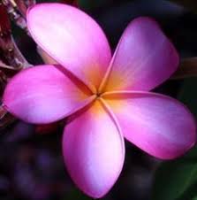 Plumeria Metallica Thai So Pretty Plumeria Flowers Flower Pot Design Plumaria Flower
