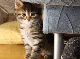Bei einem listenhund geht der gesetzgeber prinzipiell davon aus dass das tier aufgrund seiner rasse also genetisch bedingt gefhrlich ist. Katzenbabys Das Richtige Alter Fur Die Abgabe