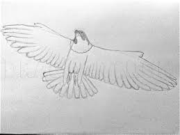Peregrine falcon or falco peregrinus, vintage engraving. How To Draw A Peregrine Falcon Coloring Page Trace Drawing