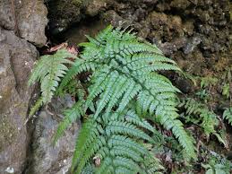 Image result for Arachniodes webbiana