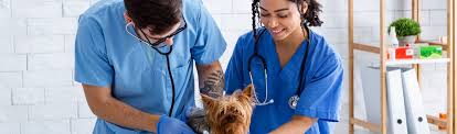 How much do vet assistants make and other job factors. Support The Veterinary Health Care Team As Veterinary Assistant Georgian College