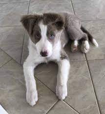 Bestbuddies Border Collies Bundaberg Qld