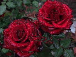 Tipicamente amanti sul san valentino regalare loro partner un mazzo di rose rosse per mostrare i tuoi sentimenti e l'amore. Rose Le Immagini Piu Belle Da Condividere E Donare Bgiorno It