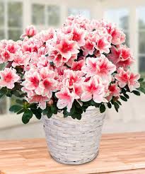 Pink And White Azalea Plant Azalea Flower Inside Plants Decor White Azalea