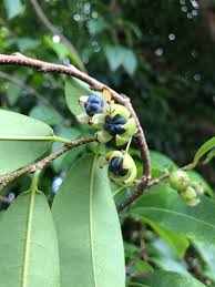 Image result for Margaritaria