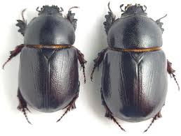 Image result for Pentodon