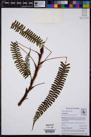 Image result for Amauropelta bergiana
