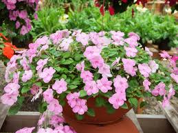 Image result for Impatiens nyungwensis