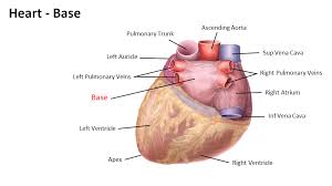 Another way to describe the location of the apex of the heart is the fifth intercostal space at the left midclavicular line. Base Of Heart Liberal Dictionary
