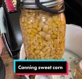 Preserving sweet corn in a presto pressure canner. #canning #canningtiktok #preservingfood #sweetcorn #harvest #smallfarm #balljar #pressurecanning #cannedcorn #gardenharvest #garden #growyourownfood ...