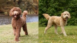 The usual reminder that a groodle is the same thing as a goldendoodle. Labradoodle Vs Goldendoodle Breed Differences Similarities