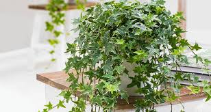 Voglia di piante e fiori nel salotto di casa? Piante Pensili La Tendenza Verde Piu Di Moda Bakker Com