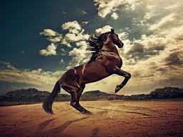 Mustang Horse Wallpapers Top Free Mustang Horse Backgrounds Wallpaperaccess This item horse mustang stallions equestrian wallpaper wall border… mustang horse wallpapers top free