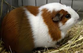 English crested guinea pig characteristics: Image Cavia Aperea F Porcellus English Crested Crested Guinea Pig Biolib Cz