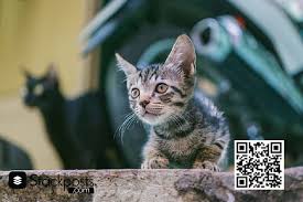 Funny cat memes clean 2021. Cat Memes Dank Cat Memes 2021 Clean Cat Memes Cheezburger Stackposts