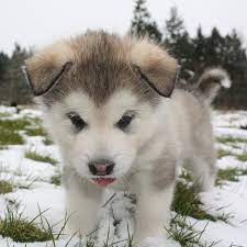 Husky Puppy Cute Husky Puppies Cute Animals Cuddly Animals