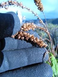 Image result for Buddleja asiatica