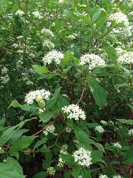 Red twig dogwoods (cornus spp.) are named for the bark color that adds winter interest; Cornus Stolonifera Red Osier Dogwood Prairie Moon Nursery