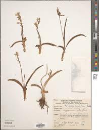 Image result for Chlorophytum subpetiolatum