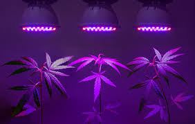 Plants at this stage need full spectrum. Best Led Grow Lights For Flowering Cannabis Led Grow Lights For The Flowering Stage