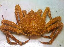 If you have some big eaters you might want to go with 2 pounds per person. How Much King Crab Per Person Should You Expect