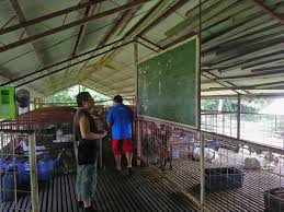 Javier Multiplier Farm