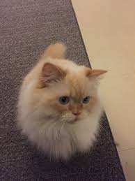 Continue blending until the strawberries are fully incorporated. Sage Himalayan Flame Point Cats Dog Cat Furball