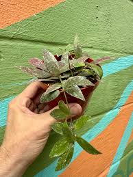 Image result for Begonia lacunosa