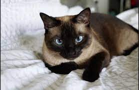 Siamese Cat The Oldest Breed Of Domestic Cats