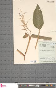 Image result for Marantochloa congensis