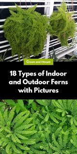 Hey everyone, here's a look at all of my ferns! Ferns Buying Growing Guide Trees Com