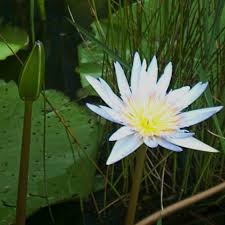 Image result for Nymphaea nouchali