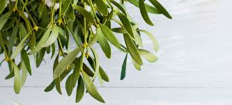 Image result for images Mistletoe