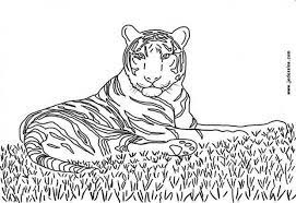 coloriage d un beau tigre realiste allonge sur le sol a colorier de plein couleurs pour rendre cette univers ma animaux bateau pirate
