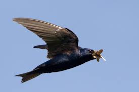 House sparrow martin hooligans feeding time! Missouri S Purple Martins Rely On Human Hospitality Upon Arrival