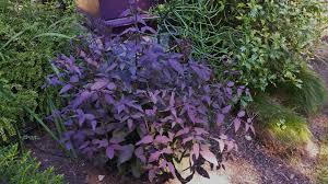 Image result for Clematis recta atropurpurea
