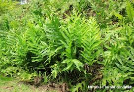 Image result for Microsorum scolopendria