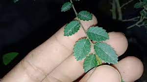 Bonsai small tanaman hias pohon ulmus mikro natural formal. Mengenal Lebih Dekat Ulmus Mikro Youtube