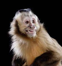 Male Monkeys Wash With Urine To Attract Females Capuchin Monkey Funny Animal Faces Animals