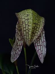 Image result for Bulbophyllum X chikukwa