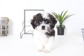 The result of these combinations is a small hypoallergenic house dog. Teddy Bear Puppies For Sale Florida