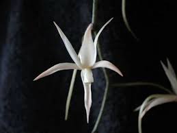 Image result for Aerangis appendiculata
