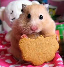 Hamster Nedir Nelerle Beslenir Karakteristik Ozellikleri Nelerdir Bilgiustam Hamster ürünleri binlerce seçenekle gittigidiyor'da! hamster nedir nelerle beslenir