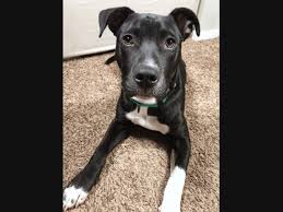Enjoys pleasing its masters, so obedience training can be fun. Latest Pets To Go Up For Adoption At Nashville Area Shelters Nashville Tn Patch