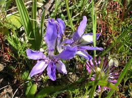 Image result for Babiana