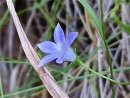 Image result for Wahlenbergia flexuosa