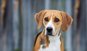 Image result for Harrier dog