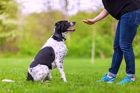 Luckily, ecad has a way to teach your puppy to get busy outside in the yard. How To Teach Your Dog Hand Signals Training Tips From A Pro