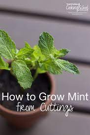 How To Easily Grow Mint From Cuttings Growing Mint Mint Plants Plant Cuttings