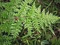Image result for Cheilanthes angustifrondosa
